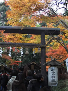 野宮神社の紅葉1