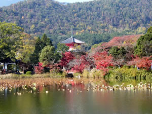 大覚寺の紅葉1