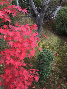 清涼寺の紅葉5