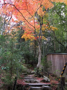 滝口寺の紅葉1