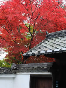 天龍寺の紅葉3