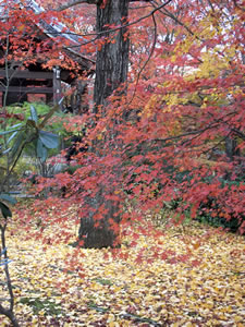 常寂光寺の紅葉2