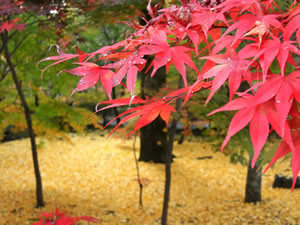 永観堂の紅葉1