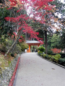 三室戸寺の紅葉2