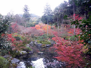 三室戸寺の紅葉3