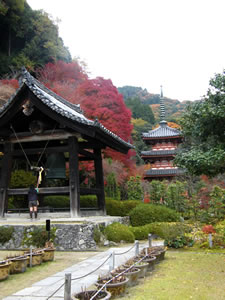 三室戸寺の紅葉5