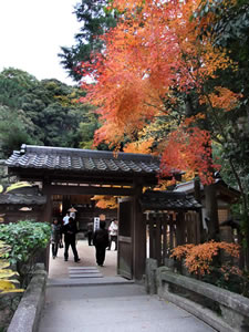 宇治上神社の紅葉2