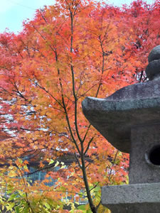 宇治上神社の紅葉4