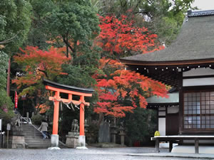 宇治神社の紅葉2