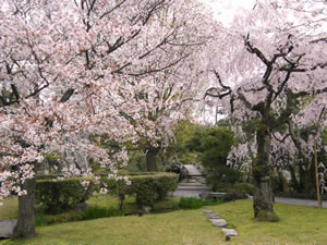 渉成園の桜の写真1