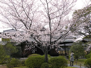 渉成園の桜の写真2
