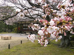 渉成園の桜の写真3