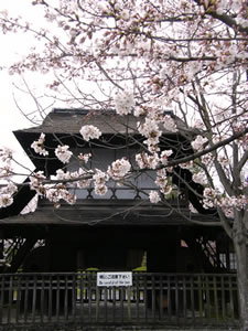 渉成園の桜の写真4