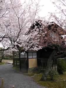 渉成園の桜の写真5