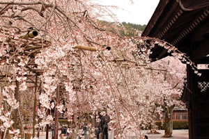 毘沙門堂の桜2