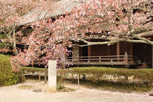 毘沙門堂の桜3