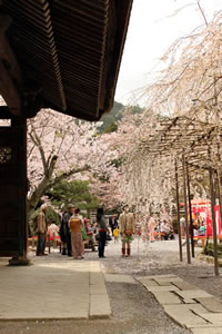 毘沙門堂の桜4
