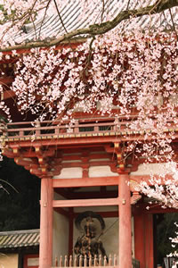 醍醐寺の桜1