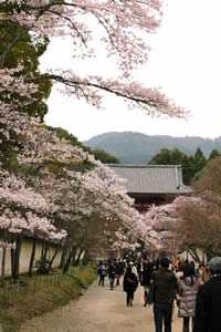 醍醐寺の桜2