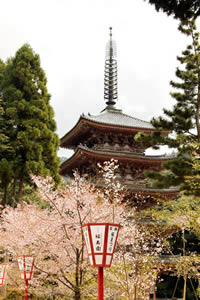 醍醐寺の桜3