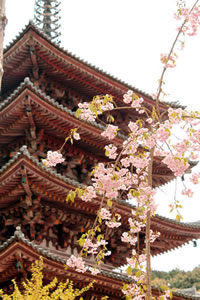 醍醐寺の桜4