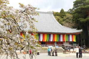 醍醐寺の桜5