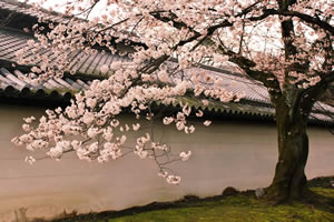 勧修寺の桜1