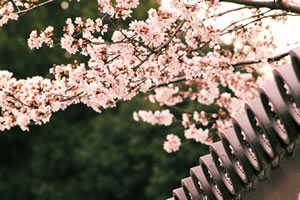 勧修寺の桜2