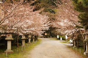 大石神社の桜1