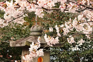 大石神社の桜2