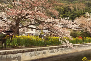 山科疏水の桜2