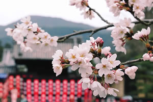 随心院の桜2