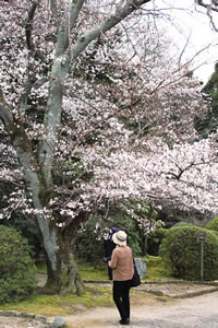 随心院の桜3