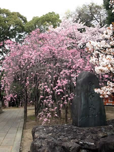 御香宮神社の桜1