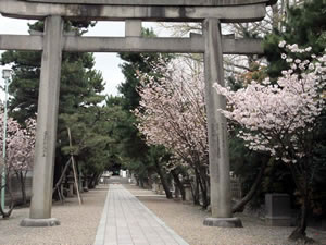 御香宮神社の桜2