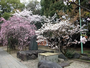 御香宮神社の桜3