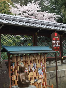 御香宮神社の桜4