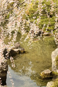 城南宮の桜2