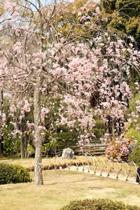 城南宮の桜3
