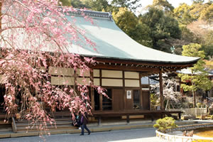 知恩院の桜3