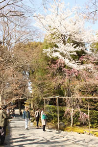 知恩院の桜4