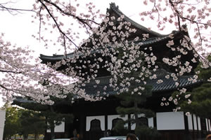 建仁寺の桜1
