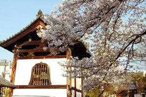 建仁寺の桜2