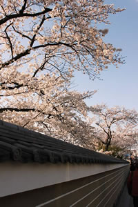 建仁寺の桜3