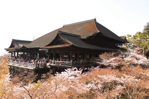 清水寺の桜3