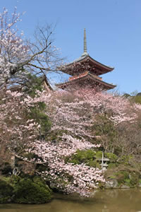 清水寺の桜4
