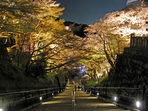 清水寺の桜5
