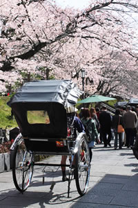 高台寺の桜3