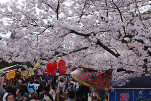 円山公園の桜2