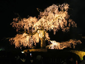 円山公園の桜3